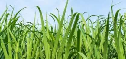 Consecana resgata conceito de pagamento por sacarose