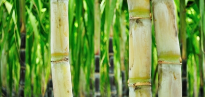 Alta do ATR anima fornecedores de cana em Alagoas