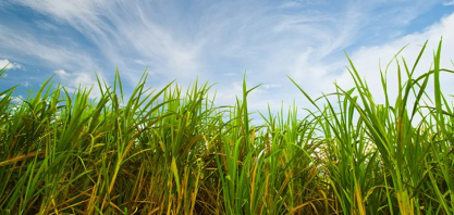 CNA respalda Feplana enquanto representação canavieira do Brasil