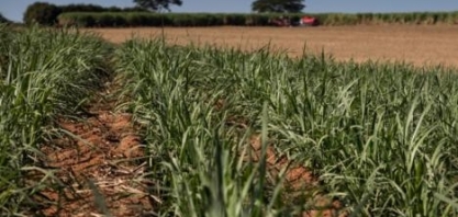 Laboratório de solos da Tereos recebe certificação do IAC