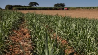 Laboratório de solos da Tereos recebe certificação do IAC