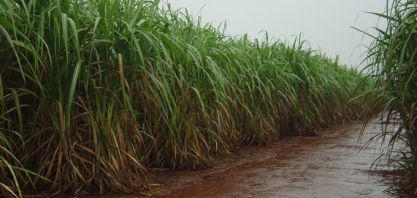 Quantidade de chuva em fevereiro fica abaixo da média