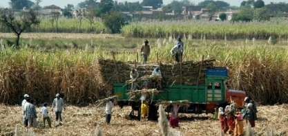 Redução de subsídios ao açúcar na Índia ainda pode evitar briga na OMC