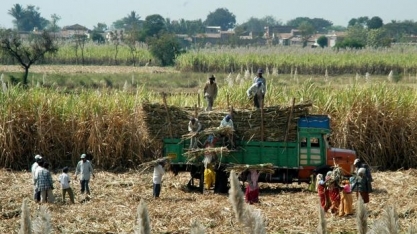 Redução de subsídios ao açúcar na Índia ainda pode evitar briga na OMC