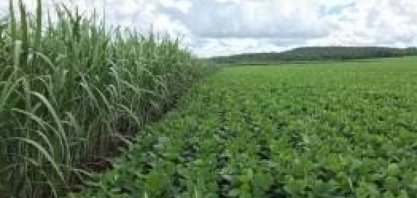 Área de soja ultrapassa 1 milhão de hectares graças à parceria com a cana