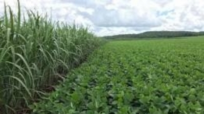 Área de soja ultrapassa 1 milhão de hectares graças à parceria com a cana