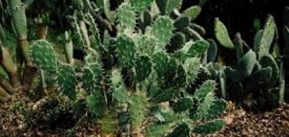 Empresa mexicana está fabricando biocombustível a partir de cactáceas