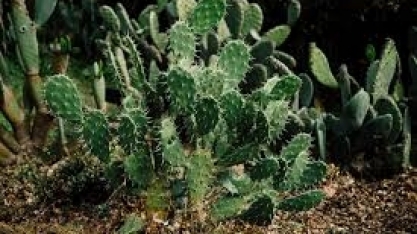 Empresa mexicana está fabricando biocombustível a partir de cactáceas