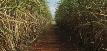 Agroinfo analisa mercados e tendências da cana, café e suco de laranja