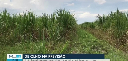 Agricultores do Norte Fluminense torcem por mais chuva para evitar prejuízos com a cana