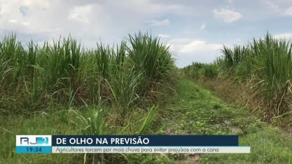 Agricultores do Norte Fluminense torcem por mais chuva para evitar prejuízos com a cana