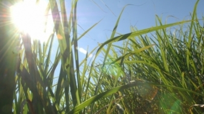 Unica  diz que aumento do etanol não está relacionado aos produtores