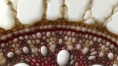 Pesquisadores avançam no desenvolvimento da “cana papaia”