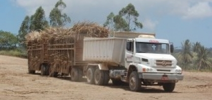 A usina Pindorama registra a segunda maior safra de cana da história