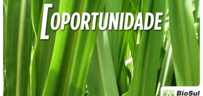 Adecoagro abre vaga para Encarregado de Moenda na unidade Angélica
