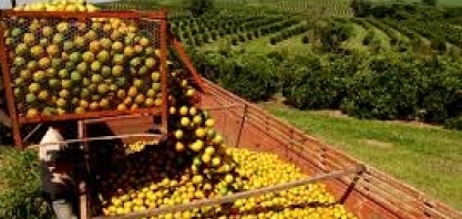 Laranja: Safra mundial cresce;oferta de suco avança mais do que a demanda