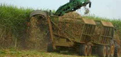 Atraso em colheita de cana no Brasil pode surpreender operadores na ICE