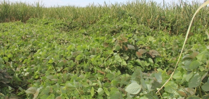 Bayer lança Provence Total, nova ferramenta para manejo de plantas daninhas na cana-de-açúcar