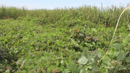 Bayer lança Provence Total, nova ferramenta para manejo de plantas daninhas na cana-de-açúcar