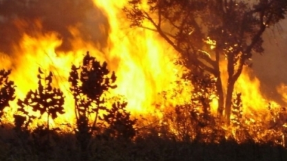 TJ-SP afasta responsabilidade objetiva de usina por incêndio em canavial