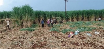 Produção de açúcar da Índia em 2018/19 atinge 24,77 milhões de t até 28/2