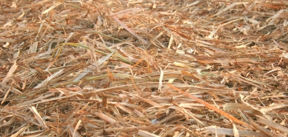 Até 70% do palhiço do canavial pode ser retirado para obtenção de benefícios energéticos, agronômicos e ambientais