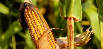 Nova Mutum terá indústria sustentável de etanol de milho