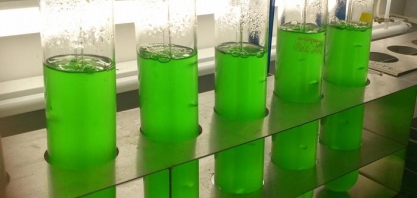 Cientistas descobrem açúcar que pode substituir o glifosato