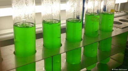 Cientistas descobrem açúcar que pode substituir o glifosato