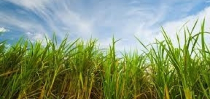 Feplana debate pautas do setor da cana no evento da Datagro/Santander