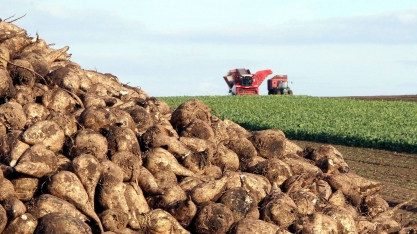 Açúcar em baixa prejudica gigante alemã