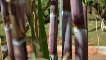 Edição de genes poderia garantir futuro da cana-de-açúcar