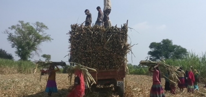 Índia busca impedir que usinas vendam açúcar abaixo de preço estipulado