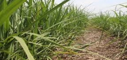 Unidade Barra Bonita, da Raízen, recebe certificação Bonsucro