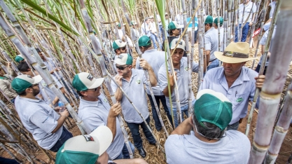Começa a temporada de dias de campo na lavoura canavieira. Confira a cobertura na CanaOnline