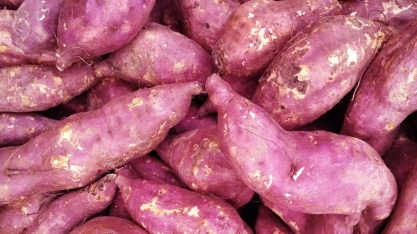 Batata-doce pode favorecer produção de etanol em Tangará da Serra