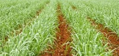 Embrapa publica pesquisa sobre promoção de crescimento de mudas pré-brotadas de cana-de-açúcar 