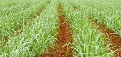 Embrapa publica pesquisa sobre promoção de crescimento de mudas pré-brotadas de cana-de-açúcar