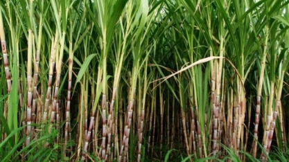 Moderno é não esquecer o básico