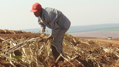 Movimento de “desmecanização” dos canaviais acende sinal vermelho para aumento de causas trabalhistas