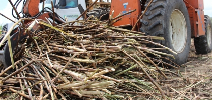 Expectativa de moagem na safra 18/19 cresce para 16,3 mil de toneladas de cana processadas em AL