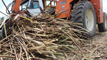 Expectativa de moagem na safra 18/19 cresce para 16,3 mil de toneladas de cana processadas em AL