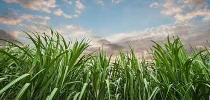 LMC prevê déficit de 3 mi t de açúcar na safra global 2019/20