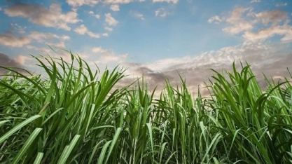 LMC prevê déficit de 3 mi t de açúcar na safra global 2019/20