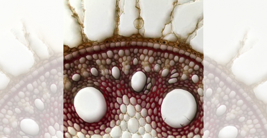 Descrição de genes envolvidos na separação celular que ocorre na raiz da cana-de-açúcar possibilita o desenvolvimento de variedades com a parede celular amolecida, como a do mamão, favorecendo o etanol de segunda geração – Foto: microscopia do aerênquima 