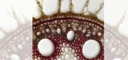 Avançam estudos para desenvolver a cana papaia, a ser usada no bioetenol