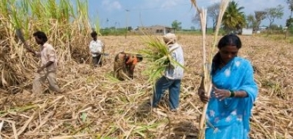 Seca na Índia e aumento de consumo de etanol no Brasil elevam preço do açúcar