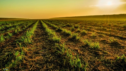 Yara apresenta soluções nutricionais e digitais para cana-de-açúcar, soja, citros e café na Agrishow 2019
