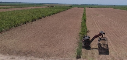 Asplana comemora recuperação da safra de cana em Alagoas