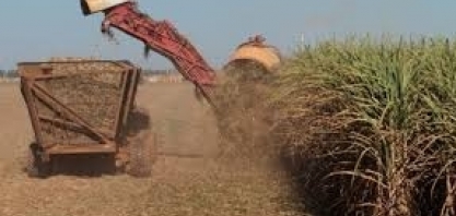 Incerteza econômica faz agroindústria patinar